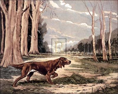 Red Setter art print by Ward Binks