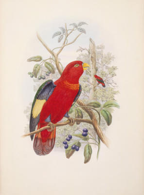 Lorius Tibialis art print by William Hart