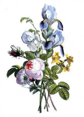 Iris art print by Jean Louis Pr�vost
