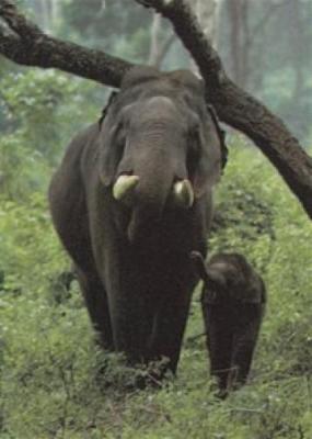 Asian Elephant art print by Konrad Woethe