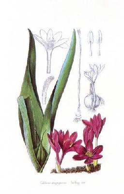 Colchicum Atropurpureum art print by Snelling