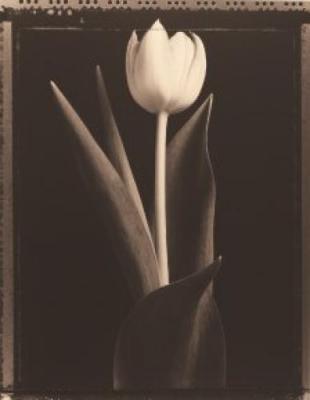 Standing Tulip art print by Tom Baril