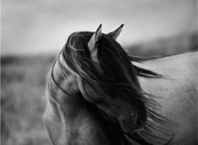 Fierce Grace art print by Tony Stromberg