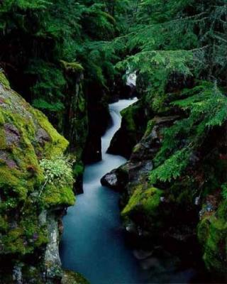 Avalanche Creek art print by William Neill