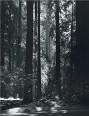 Redwoods, Founders Grove art print by Ansel Adams