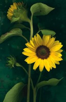 Two Sunflower Stems art print by Christina Florkowski