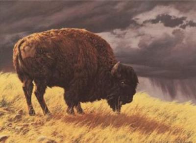 Buffalo art print by Greg Beecham