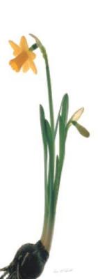 Daffodil art print by Hans Schmidt