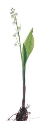 Lily of the Valley art print by Hans Schmidt