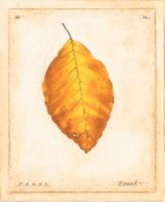 Beech Leaf