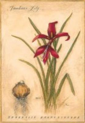 Jacobean Lily
