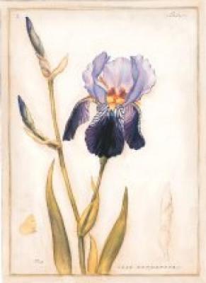 Purple Iris with Beard I art print by Meg Page