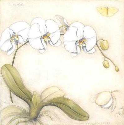 White Orchid art print by Meg Page