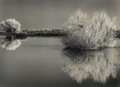 Frosted Willows, San Luis National Wildlife Refuge art print by Roman Loranc