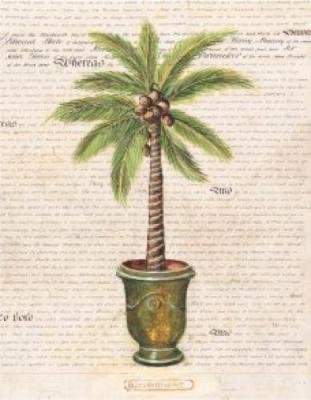 Palm with Pot d'Anduze
