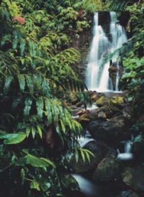 Rainforest Waterfall, Hawaii
