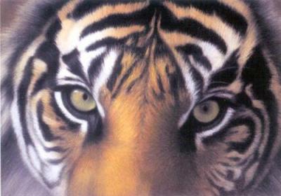 Eyes of the Goddess. Sumatran Tigress art print by Alexander C.