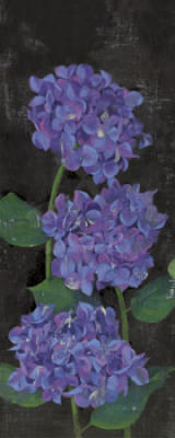 Hydrangeas, 2005 art print by Amiryani