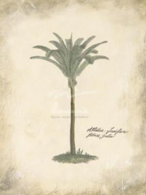 Fibres Palm art print by Annabel Hewitt