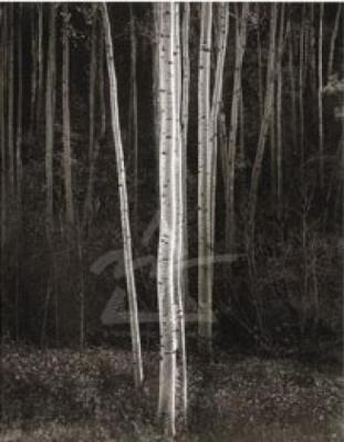 Aspens New Mexico art print by Ansel Adams