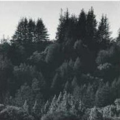 Pine Ridge, 1962 art print by Ansel Adams