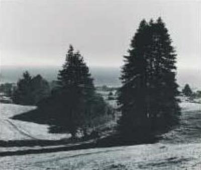 Pinetrees, Seashore art print by Ansel Adams