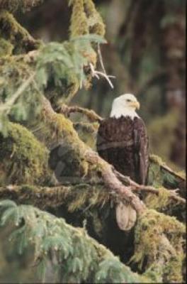 Silent Sentinel, Alaska art print by Art Wolfe