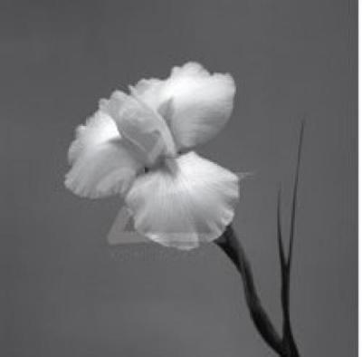 Iris II art print by Artin
