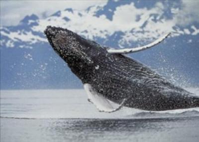 Northern Humpback Whale art print by Brandon Cole
