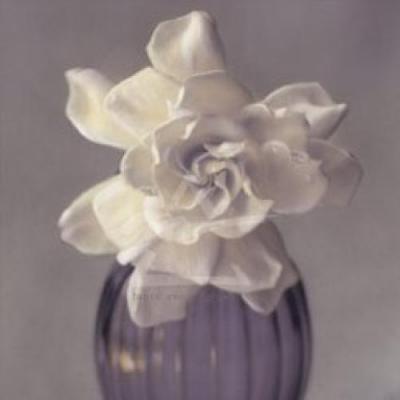 Gardenia, Purple Vase art print by Carnochan