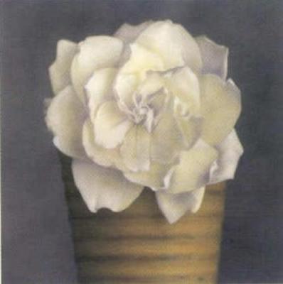 Gardenia in Yellow Pot art print by Carnochan
