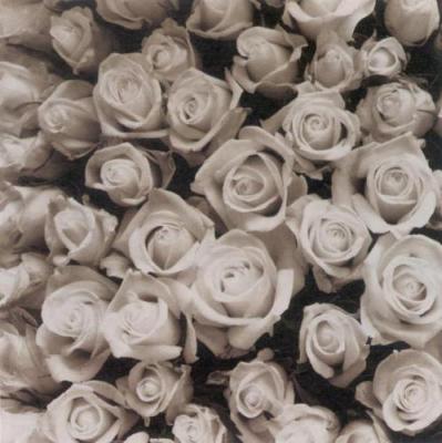 Rose Points art print by Carnochan
