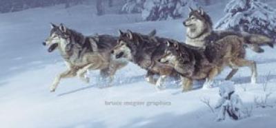 Primal Pursuit