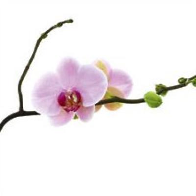 Orchid Buds art print by Dana Sohm