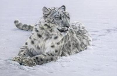 Snowy Repose art print by Daniell & Smith
