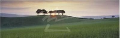Somerset Sunrise art print by David Noton