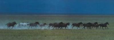 Wild Horses art print by David Stoecklein