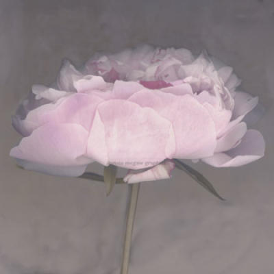 Jolie