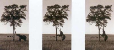 Kichwa Tembo, Masai Mara G 6 art print by Erin Clark