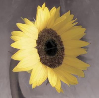 Sunflower art print by Erin Clark