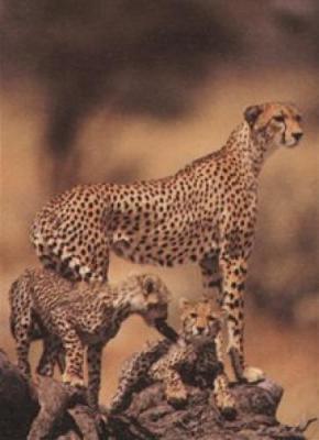 African Cheetah