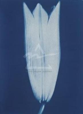 Closed Lily, 2002 art print by Hager
