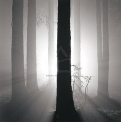 Redwoods, Study 4, Oakland Hills, California. 2002 art print by Horn