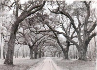 Oak Arches art print by J. Morris