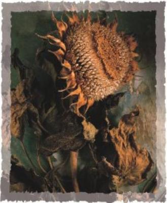 Sunflower art print by Jim Frankoski