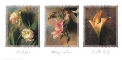 Tulips, Magnolias, Calla Lily art print by Jim Frankoski