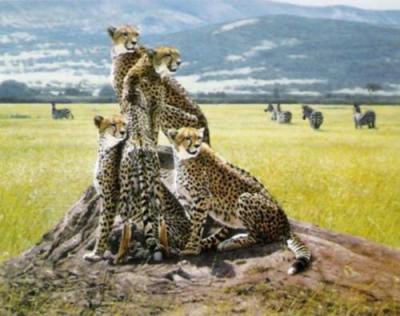 Cheetah Watch art print by John Banovich