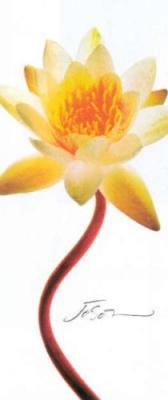 Nymphaea I art print by Joson