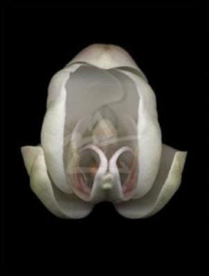 Orchid
