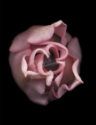 Tulip art print by Joyce Tenneson